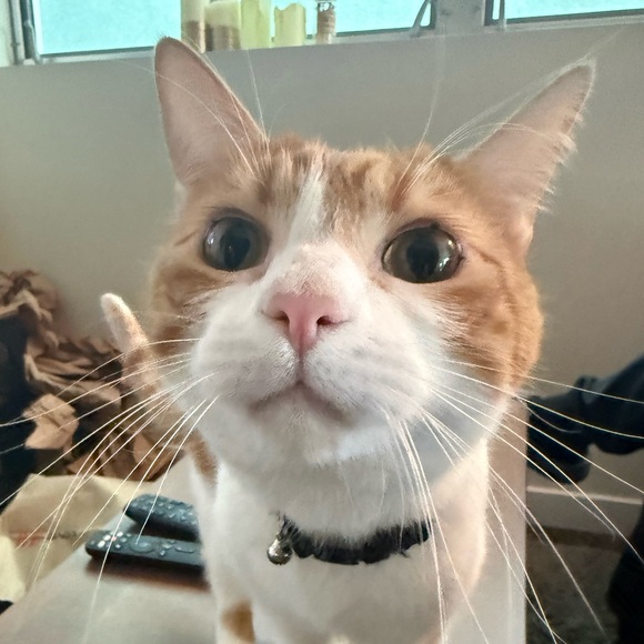 amberalmighty